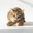 C, variant on Natural Cat Chew Toy Whitening Fishbone Teeth Cleaning Stick for Oral Health & Interactive Play, Infused with Catnip & Silvervine, Durable for All Cats (Catnip Silvervine Gall Fruit)