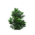 thumbnail image 4 of Artificial Plant - 31" Tall - Indoor - Floor - Potted - Green Leaves, 4 of 6