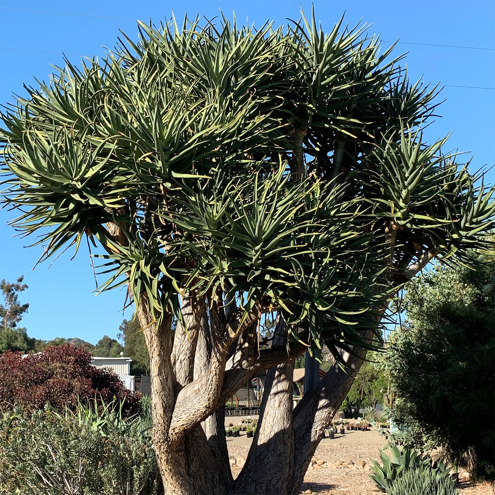 Altman Plants Variegated Rare Aloe Tree 'Hercules' Unique Succulent in 3.5"  Grower Pot - Walmart.com