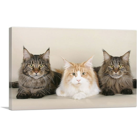 ARTCANVAS Maine Coon Cats Home decor Canvas Art Print - Size: 26" x 18" (0.75" Deep)