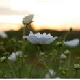 thumbnail image 3 of 50+ Seeds| White Cosmos Seeds~ Cupcake~ Authentic Seeds ~ GMO Free ~ Seeds~Flower seeds~ Vegetable seeds~ Asian Garden~ Flowers~ Herbs B5G1, 3 of 5