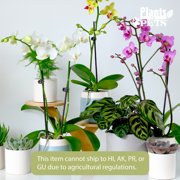 Element White Live Orchid Decor (Approx 16 Tall) in 3.5 Blue & White Planter