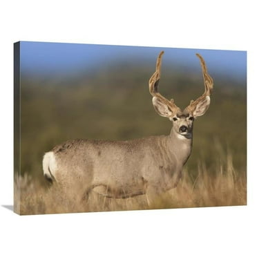 24 x 32 in. Mule Deer Male in Dry Grass, North America Art Print - Tim Fitzharris