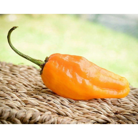 Orange Pepperoncini Peperoncini Italian Pickling Heirloom Pepper Premium Seeds Packet