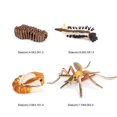 thumbnail image 4 of 2-3 del paquete de aprendizaje de 4 partes  2 piezas Yotijar Juego de crecimiento de insectos para niños, 4 of 10
