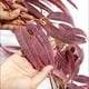 thumbnail image 5 of Simulation Rattan Decoration Halloween Rattan Festival Simulation Maple Leaf, 5 of 7
