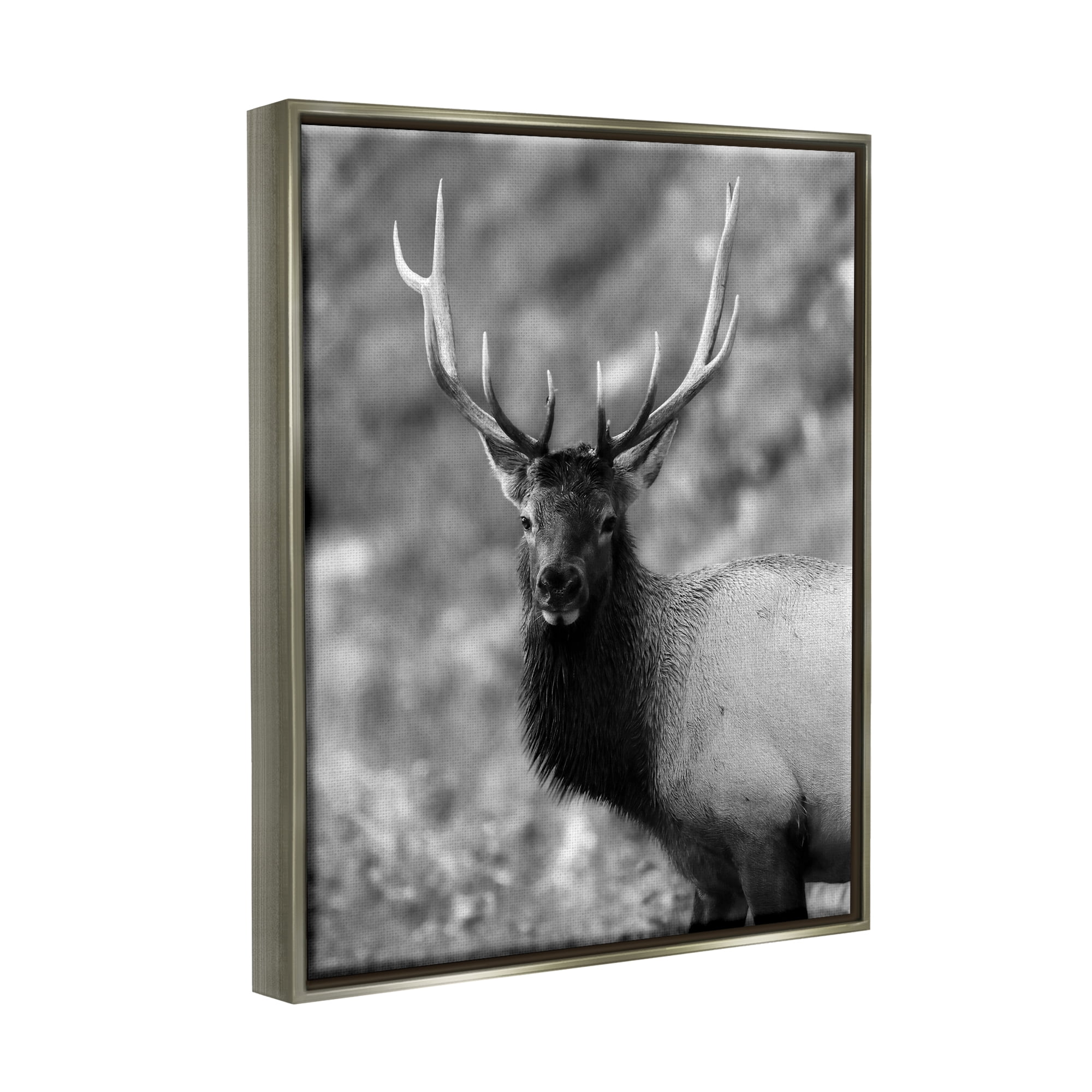 Stupell Industries Grey Elk Photography Animals & Insects Photography Gray Floater Framed Canvas Art Print Wall Art, 17 x 21