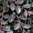 thumbnail image 4 of Loropetalum Carolina Midnight  2 Extra Large 3 Gallon Plants  Botanical Name: Loropetalum Chinense  Low Maintenance  Fast Growing, 4 of 6