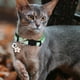 thumbnail image 2 of Collar Para Gatos Con Cinta Fragmentada Collar Para Gatos Con Cinta Fragmentada, 2 of 4