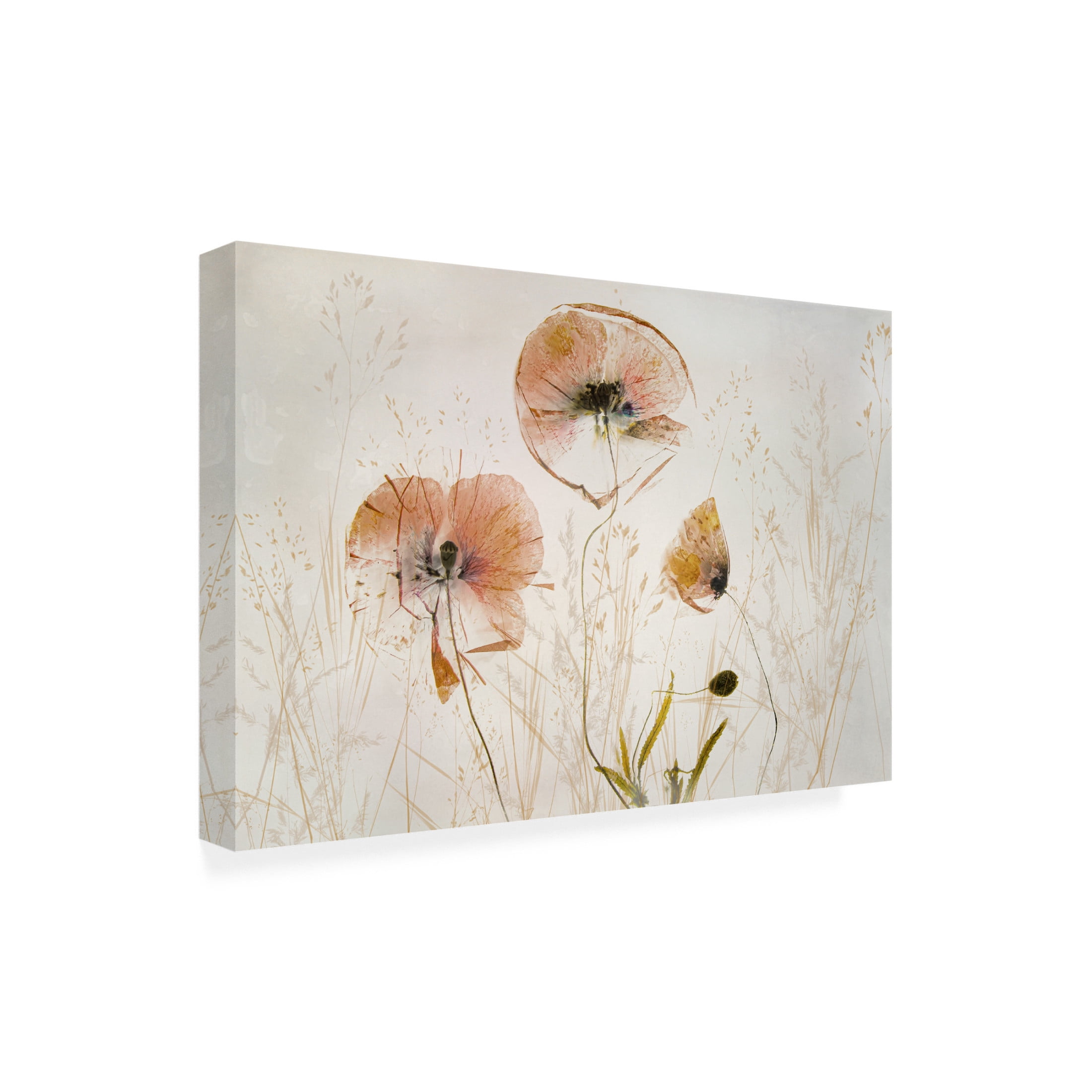 Canvas Wall Art - Nel Talen 'Light And Soft' Wall Art for Living Room, Bedroom, or Office Décor by Trademark Fine Art - 24 x 16 Inches