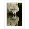 thumbnail image 2 of Art.com Wolf Drinking Art Print by Lantern Press, White Frame Wall Art, 32" x 44", 2 of 4
