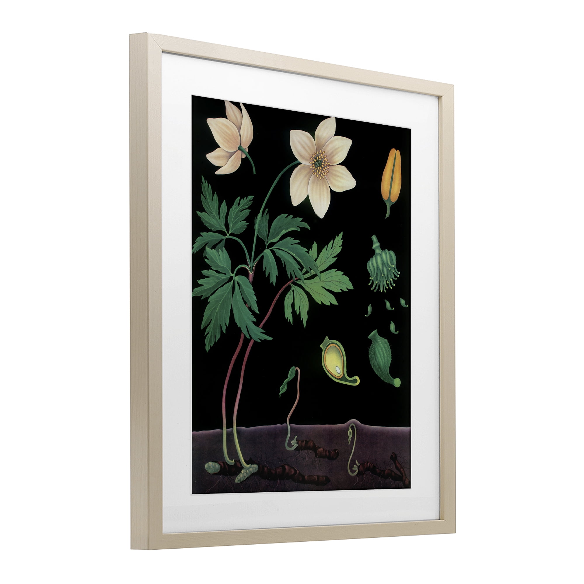 Stupell Industries Sprouting Wildflower Illustrations Birch Framed Print Under Glass, design by Vintage Hustle