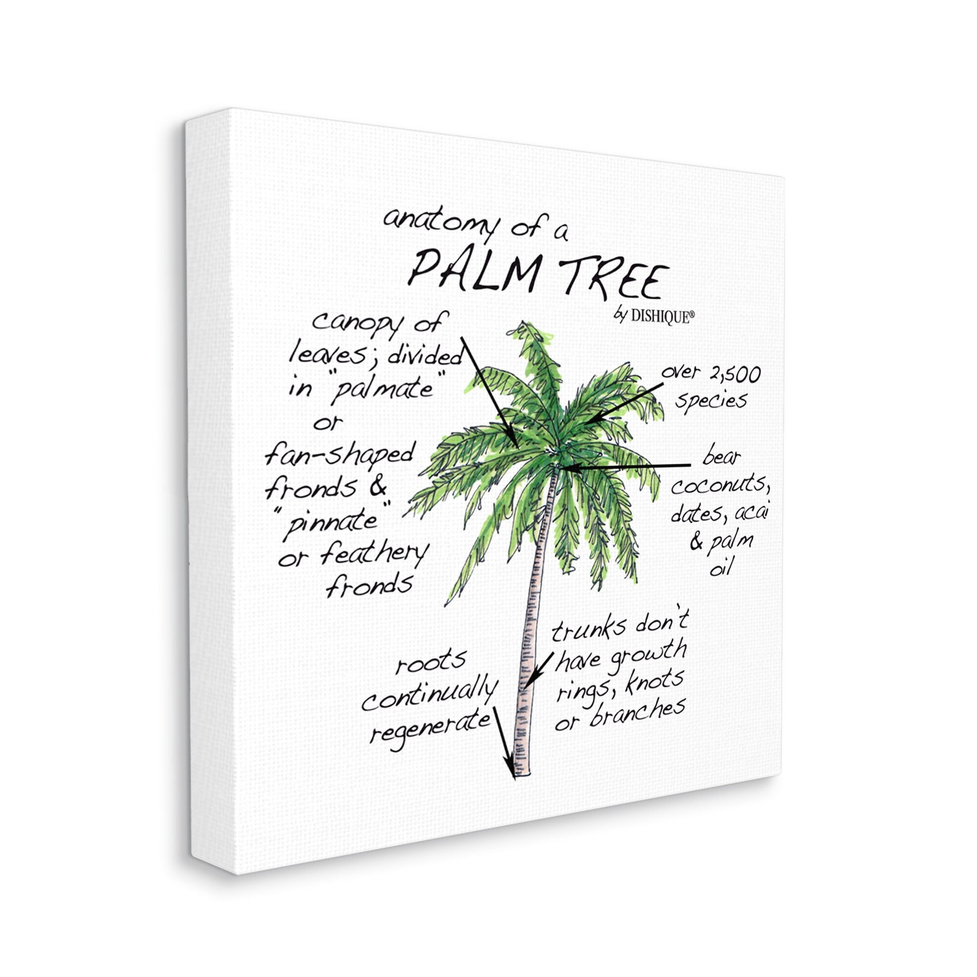 Stupell Industries Tropical Palm Tree Educational Plants Flora Diagram Graphic Art Gallery Wrapped Canvas Print Wall Art, Design by Dishique
