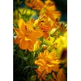 thumbnail image 2 of Jaynes Gallery 17x24 White Modern Wood Framed Museum Art Print Titled - USA-Colorado-Fort Collins Yellow coreopsis flowers, 2 of 4