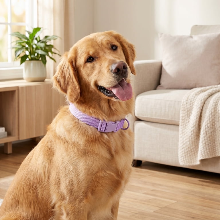 Vibrant Life Adjustable Dog Collar with Neoprene, Lilac photo 3