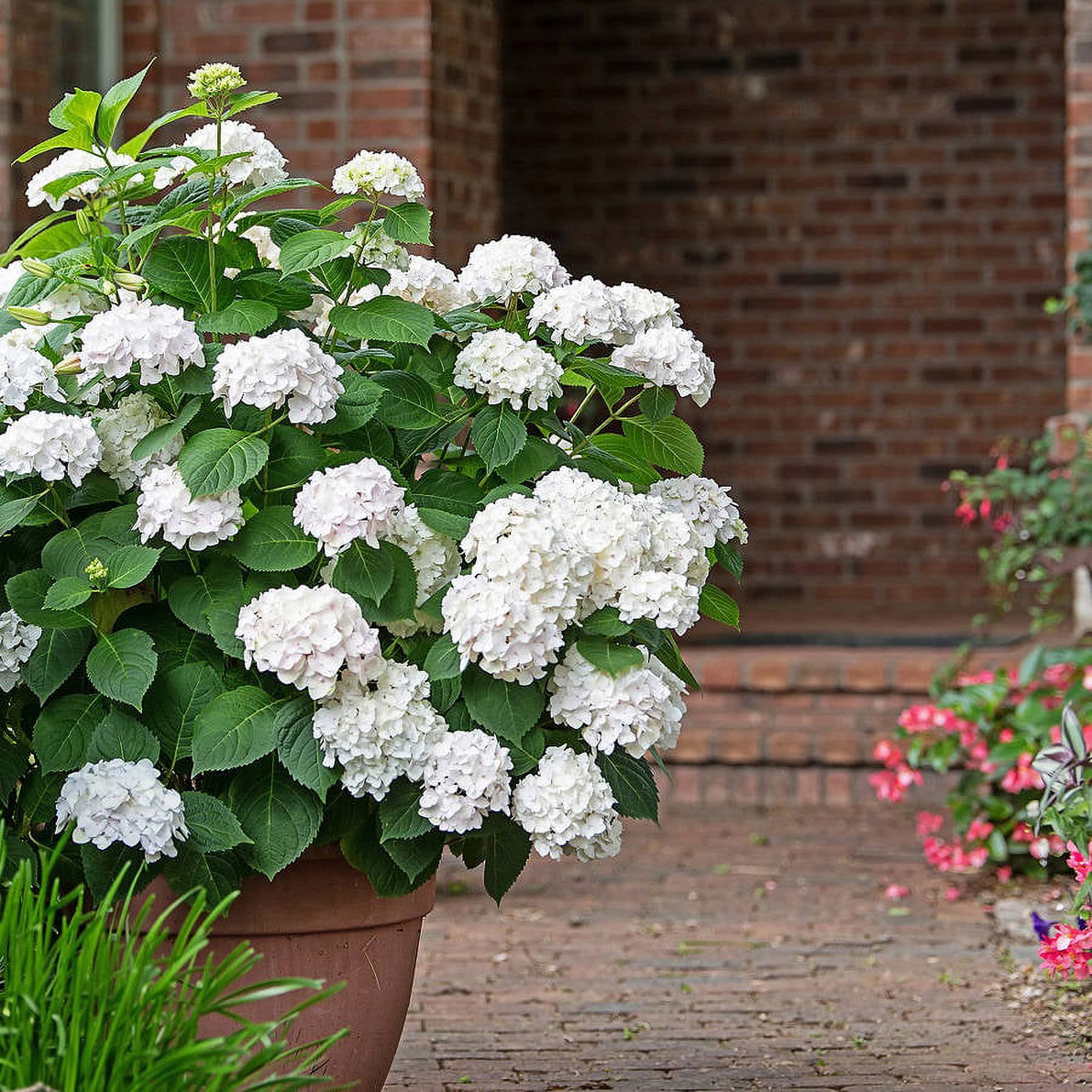 Endless Summer Blushing Bride Reblooming Hydrangea Live Shrub in 3-Gallon Grower Pot