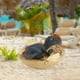 thumbnail image 5 of Figuras de dinosaurios,juguetes de dinosaurios modelo regalo huevo de animal huevos,juguete de simulación dinosaurios niños estatuilla de animales,Figura de dinosaurio de plástico realista, 5 of 8