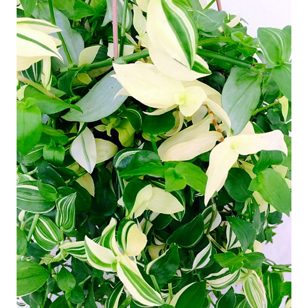 Creme n Green Wandering Jew 6" Hanging PotEasy to Grow Creme n Green Wandering Jew 6" Hanging PotEasy to Grow