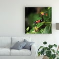 thumbnail image 3 of Trademark Fine Art 'Doris Longwing Butterfly' Canvas Art by Kurt Shaffer, 3 of 4