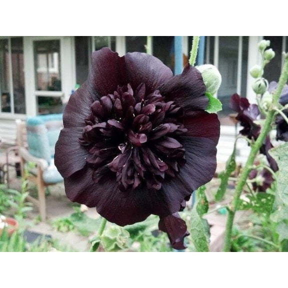 25 Black Prince Hollyhock Seeds – Tall Perennial Cottage Garden Flower – Pollinator Friendly Blooming Plant
