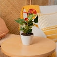 thumbnail image 4 of Costa Farms 10" Tall Red Anthurium Live House Plants in 4" Décor Pot, 4 of 10