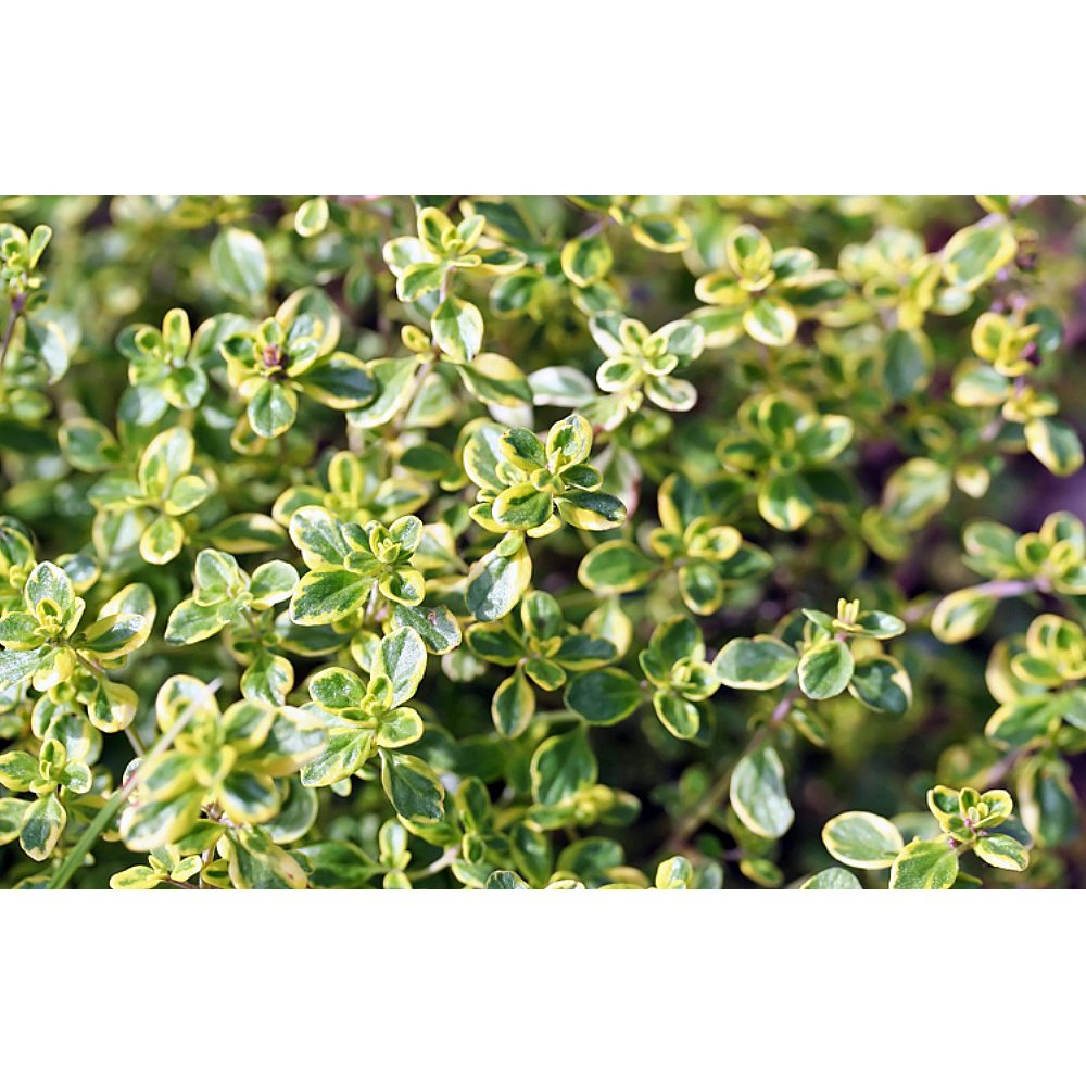 Gold Edged Thyme Live Plant Lemon Scent & Bright GoldenEdged Leaves