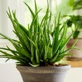 thumbnail image 4 of Bonnie Plants Aloe, Succulent, Live Plants, Grow in Container, 8 in., 4 of 8