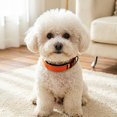 thumbnail image 3 of MKHSQHDG Todays Daily Deals Collar Adjustable Nylon Breakaway Buckle Reflective Strip Comfortable Soft Edge for Small Medium Large Cats, 3 of 8