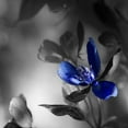thumbnail image 2 of Phillip, Jamie 26x26 White Modern Wood Framed Museum Art Print Titled - Blues, 2 of 4