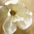 thumbnail image 2 of Kimberly, Allen 12x12 Gold Ornate Wood Framed with Double Matting Museum Art Print Titled - Magnolia Bloom, 2 of 4