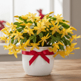thumbnail image 3 of Yellow Christmas Cactus Live Plant, Christmas Cactus Plant, Yellow Flower Tree in 3 inch Pot for Indoor Houseplant, 3 of 6