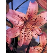 Pink Tiger Lily - 3 Bulbs Per Package