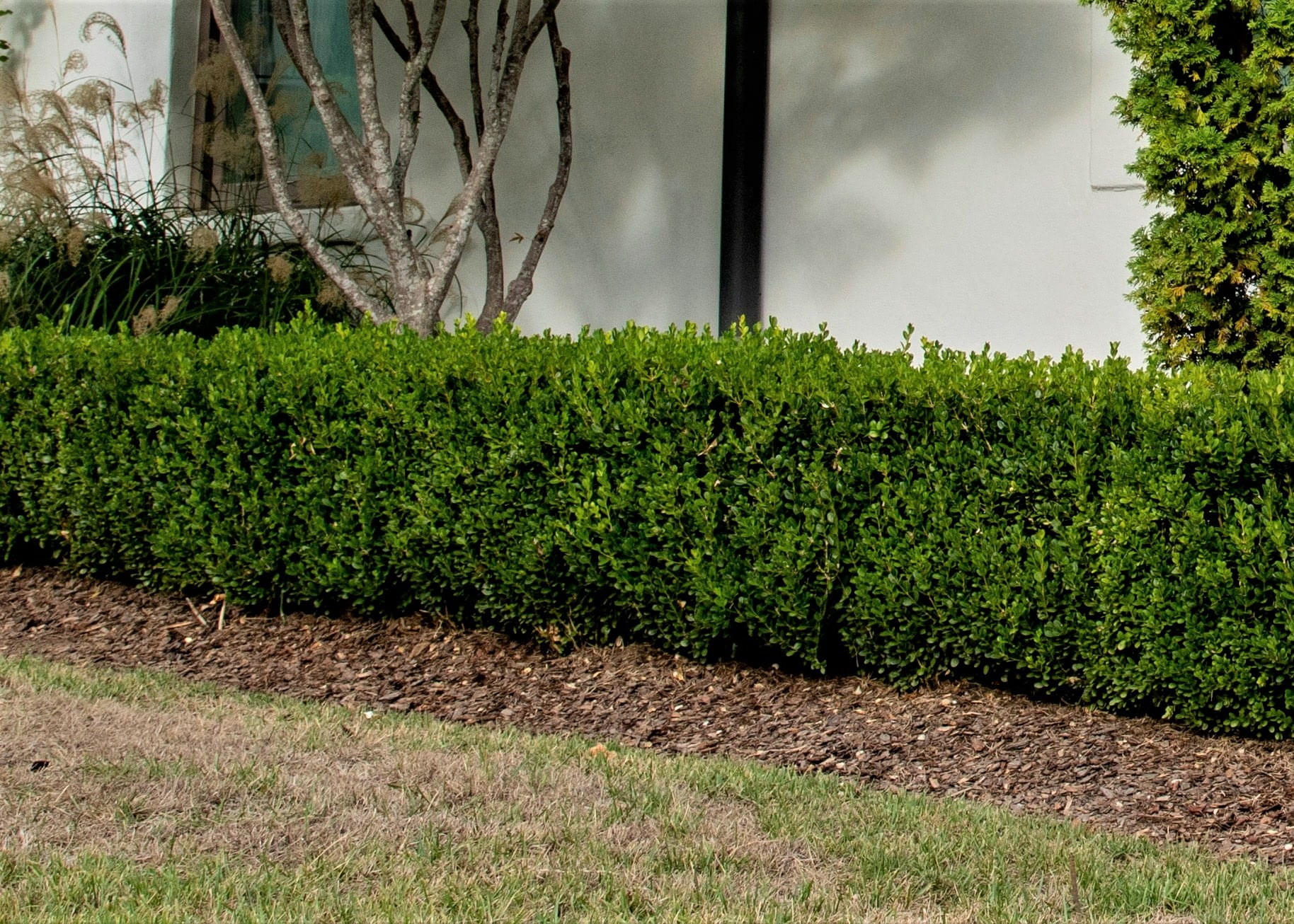 boxwood hedge boxwood hedge