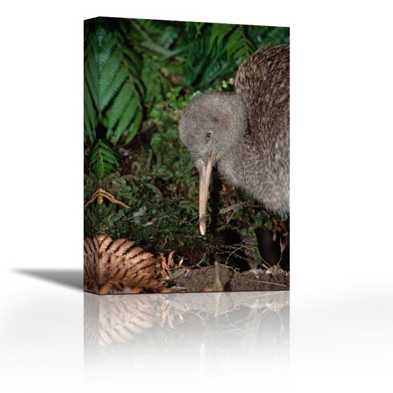 Great Spotted Kiwi male in rainforest, New Zealand - Contemporary Fine Art Giclee on Canvas Gallery Wrap - wall décor - Art painting - 20 x 30 Inch - Ready to Hang