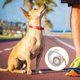 thumbnail image 2 of Retractable Dog Leash, HeavyDuty Cat Lead, ShockAbsorbing Cord, NonSlip Handle for Night Walks, 5.71 Inches Orange, 2 of 5