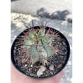 thumbnail image 2 of African Milk Barrel, Euphorbia horrida Boiss, in 4 inch pot. Rare exotic live starter cactus, healthy well rooted, 2 of 4