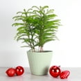 thumbnail image 5 of Live Norfolk Pine Plant - Air Purifying - 6" Decorative Pot Cover - Thorsen's Greenhouse, 5 of 6