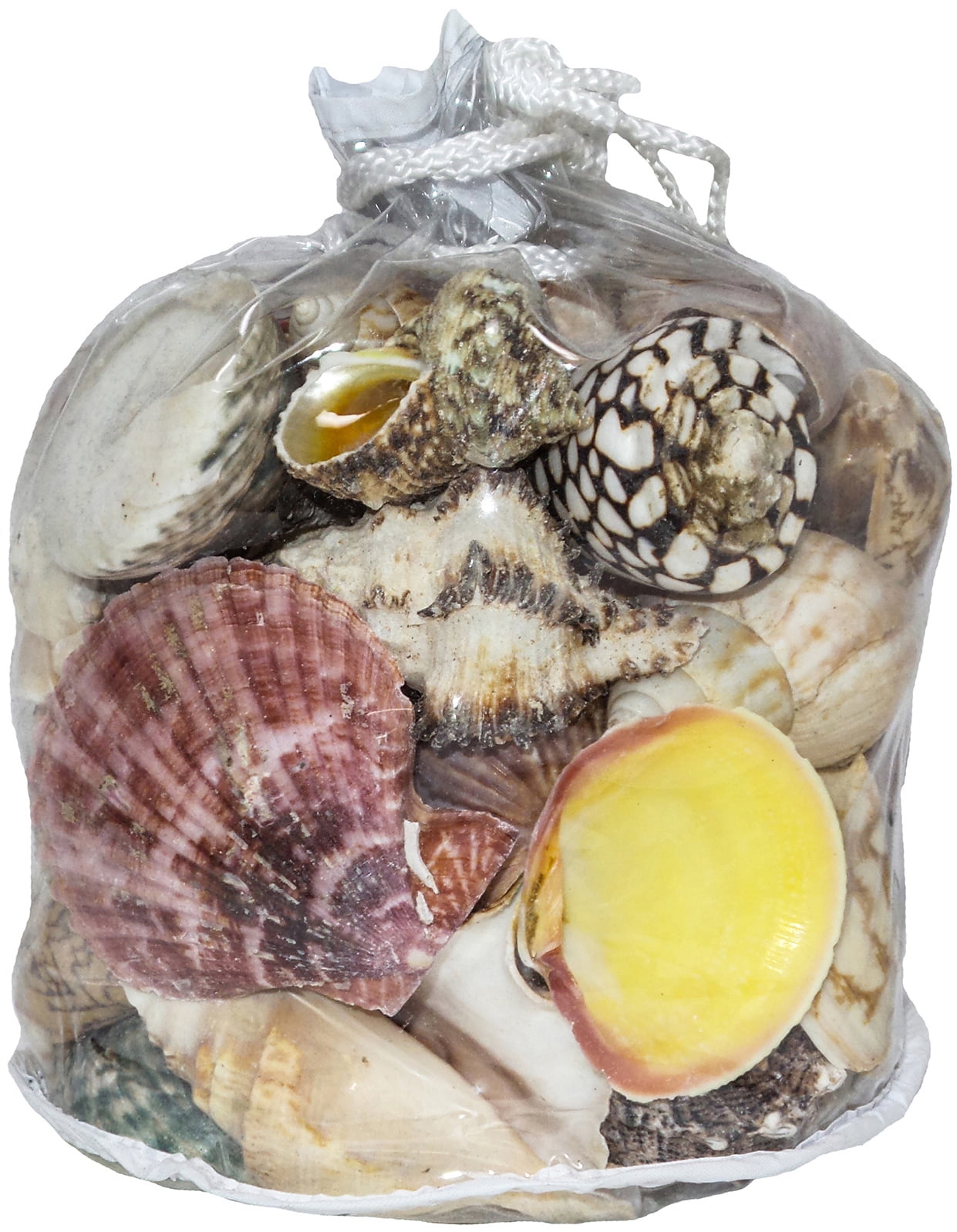 Designer Shell Gift Bag Large6.5"X7" Walmart Canada