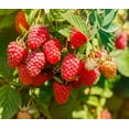 thumbnail image 2 of Red Latham Raspberry Seedling  2 Seedlings, 2 of 5