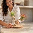 thumbnail image 3 of Rope Air Greenery Holder with Wooden Base, Creative Twine-Wrapped Soilless Botanical Display Stand for Office Desk, Home Living Room, Shelf, Tabletop & Minimalist Interior Styling, 3 of 3