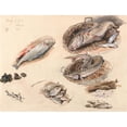thumbnail image 3 of Myles Birket Foster 18x15 Black Modern Framed Museum Art Print Titled - Study of Fish, Venice (1874), 3 of 5