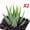 B, variant on Rare Cactus Succulent Plants | Live House Plants for Home, Office, and Garden Decoration.
