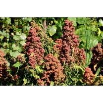 100 Organic COCOA CHERRY QUINOA Grain Chenopodium Quinoa Red & Brown Seeds
