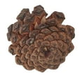thumbnail image 3 of de Pino Herramientas para Vacaciones,Bodas,Fiestas,Cumpleaños,Día de Acción de Gracias Cono de pino natural Macarena Decoración de cono de pino, 3 of 6