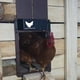 thumbnail image 2 of Puerta automática para gallinero con detección de luz, puerta para gallinero, puerta para mascotas, hogar, 2 of 5
