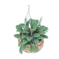 thumbnail image 4 of Miniature Bonsai, 1:12 Cute Exquisite Workmanship Mini Potted Plant  For Gift For Decoration For Children For Toys, 4 of 8