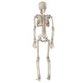 thumbnail image 5 of 36cm Lifelike Human Bones Halloween Skull Skeleton Decoration Anatomical Anatomy Model Scary Props, 5 of 5