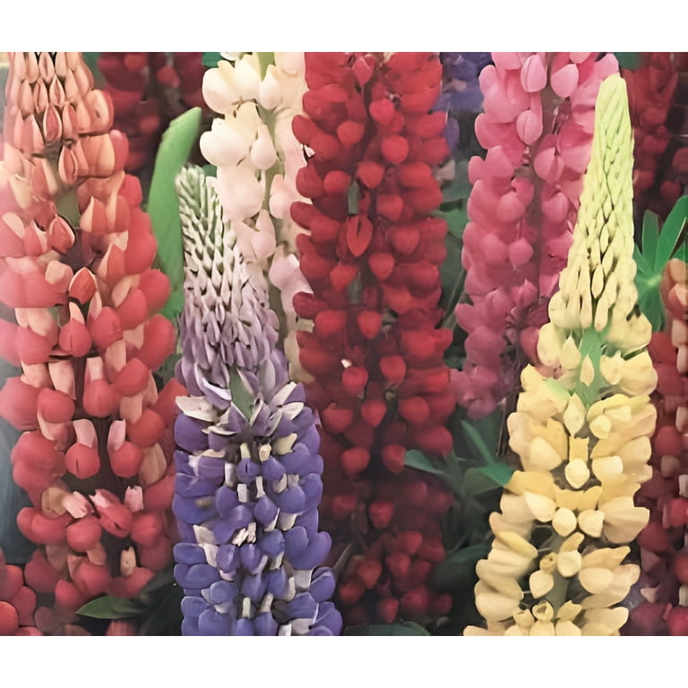 Lupine Russell Strain Mixture Nice Garden Flower 50 Seeds Lupine Russell Strain Mixture Nice Garden Flower 50 Seeds