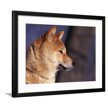 Shiba Inu Profile Framed Print Wall Art By Adriano Bacchella