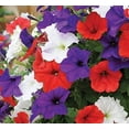 thumbnail image 1 of czcpp-- Petunia Ampelous Triumph Mix Outdoor Annual Garden Cut Flower for Planting, 1 of 4